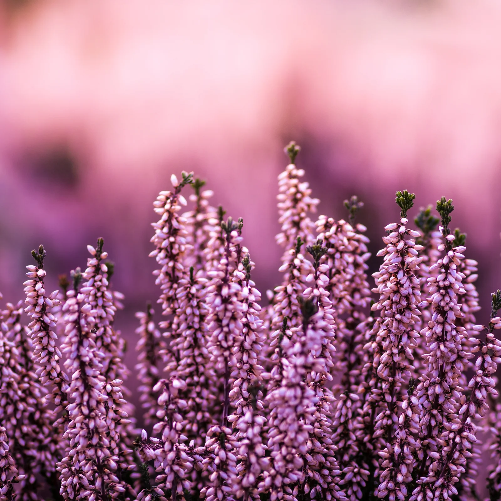 Erikablüten ganz Bio (100g) - Image 3