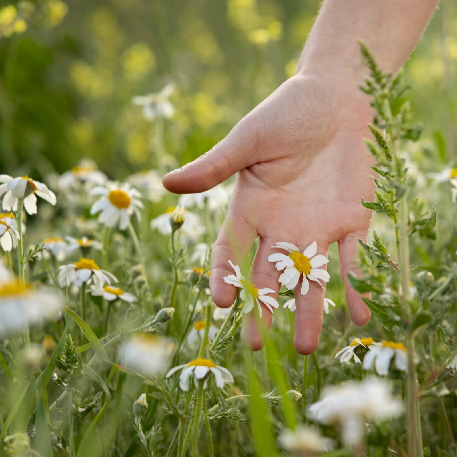 Kamillenblüten ganz (1000g) - Image 5