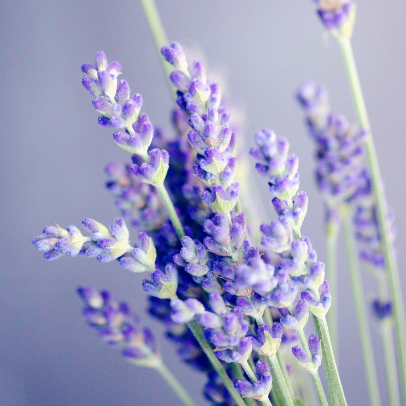 Lavendelblüten ganz Bio (500g) - Image 5
