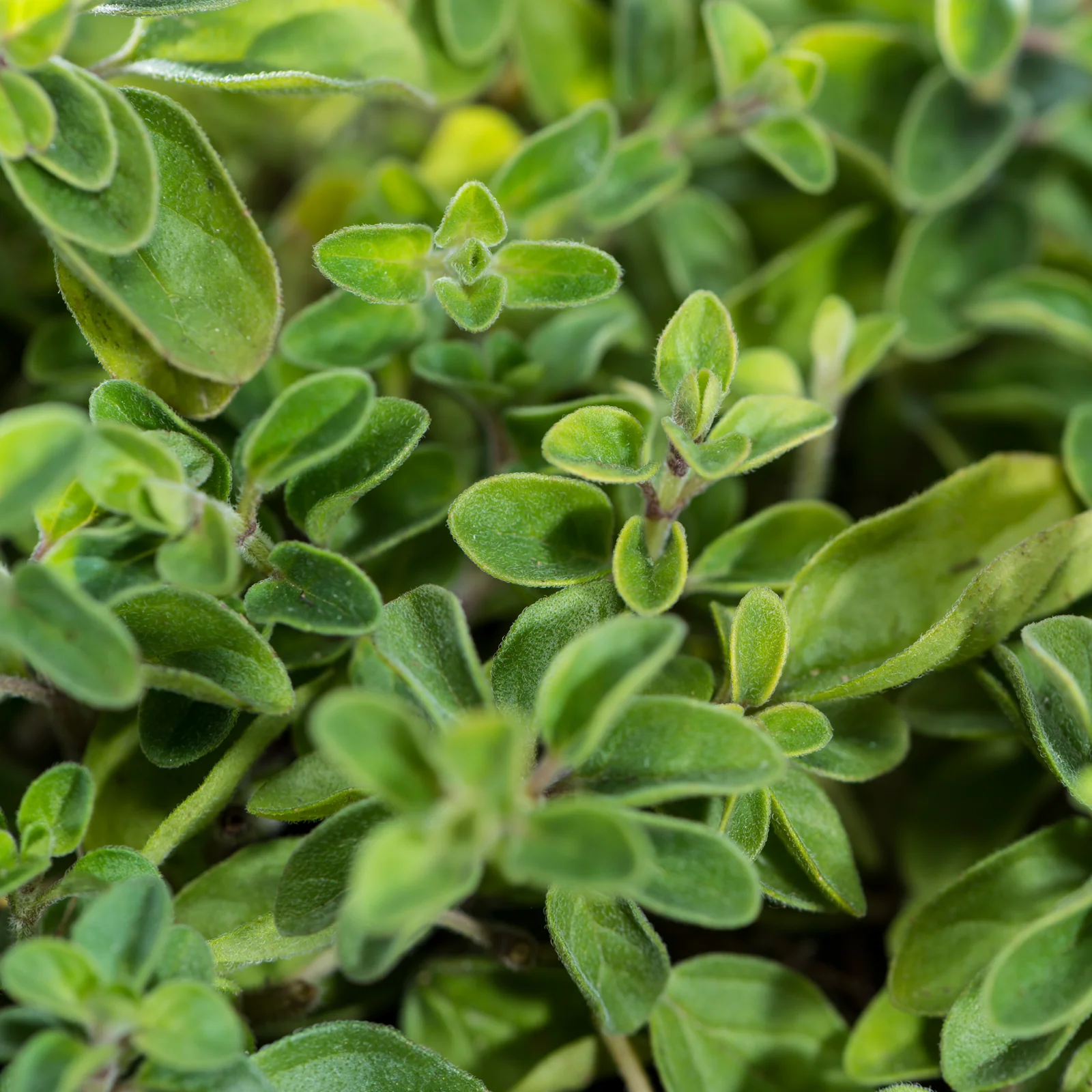 Oregano geschnitten (100g) - Image 3